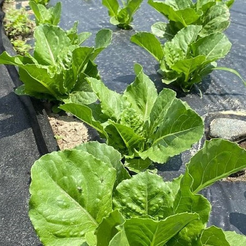 0.95x10m Weed Mat for Garden Stop Weeds Growing Without Chemicals